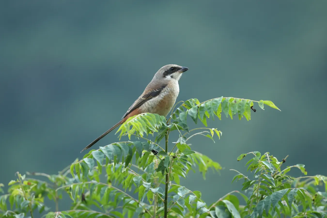 File:Grey-backed Shrike (Lanius tephronotus) 04.jpg