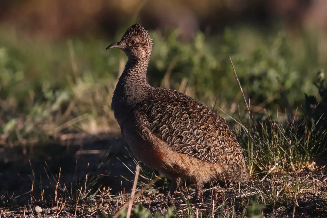 File:Nothoprocta ornata 116531607.jpg