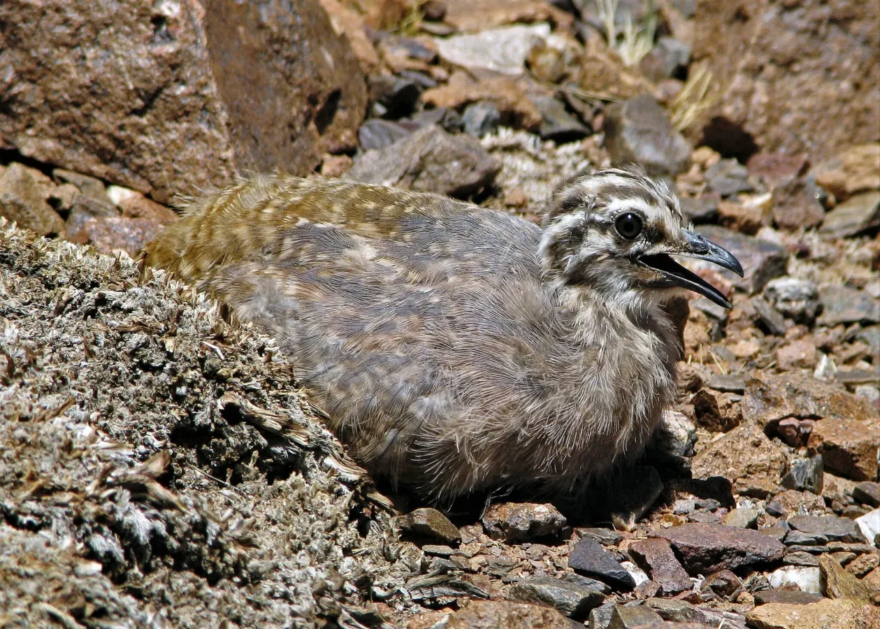 File:Tinamotis pentlandii 243646625.jpg
