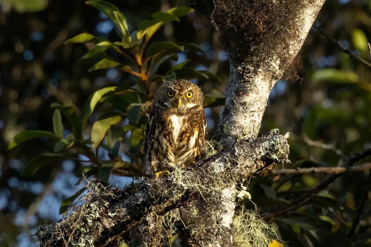 File:Glaucidium bolivianum 215986799.jpg
