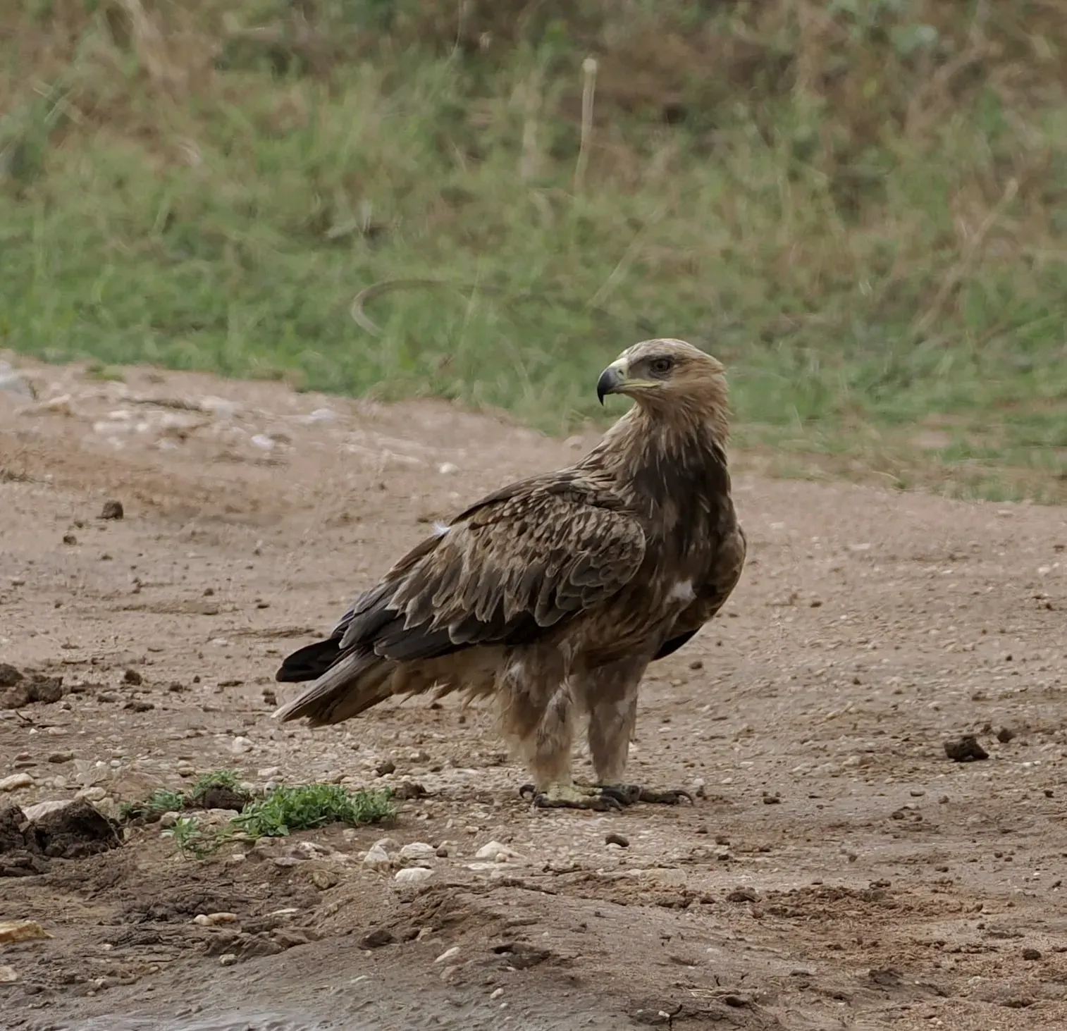File:Aquila rapax 440543675.jpg