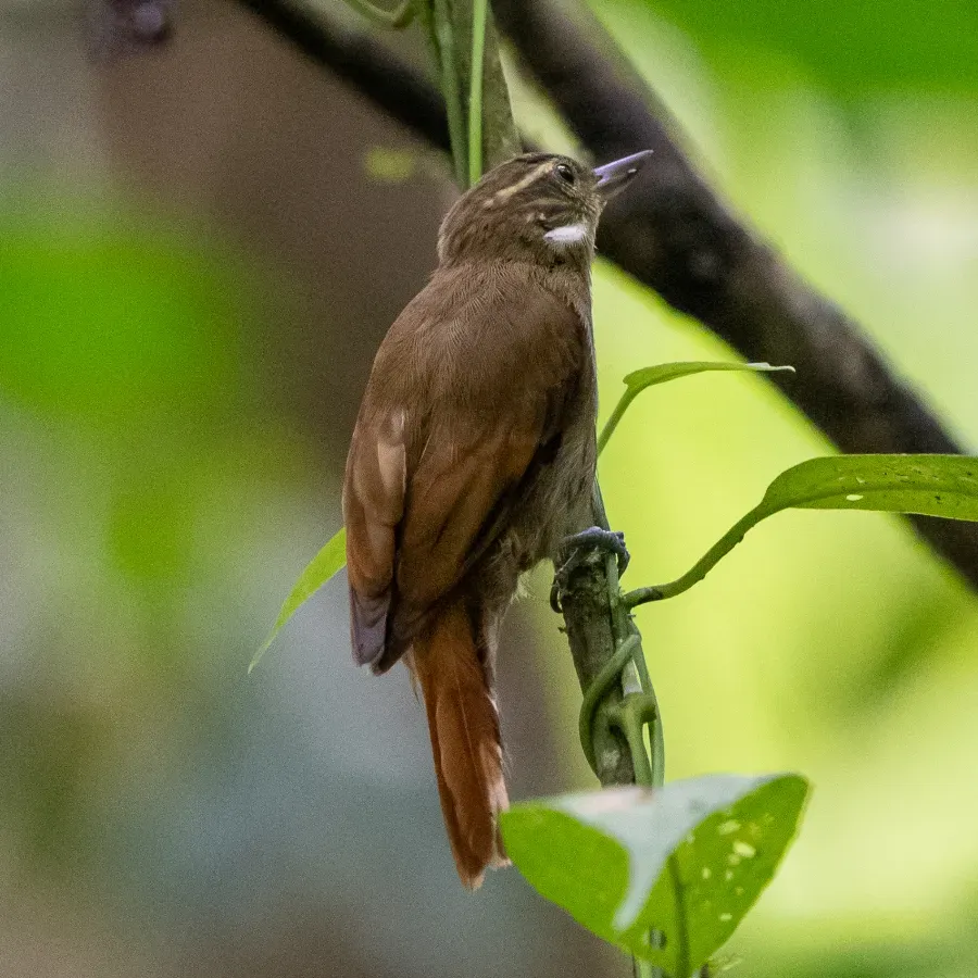 File:Xenops mexicanus 441774832.jpg