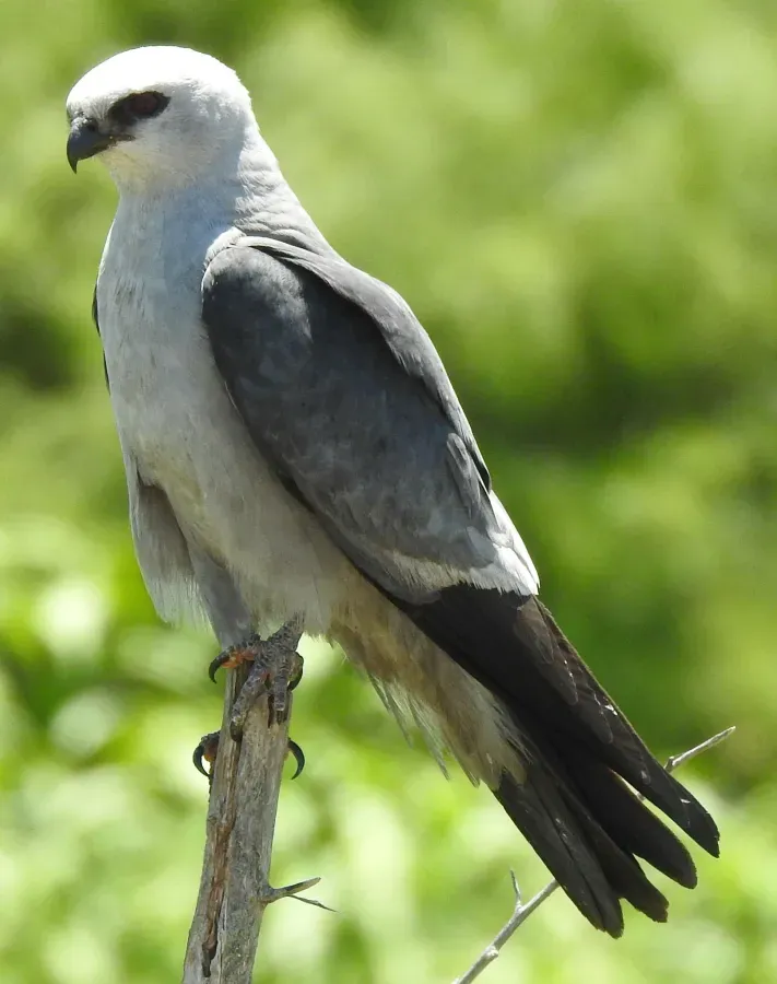 File:Ictinia mississippiensis 415185097.jpg
