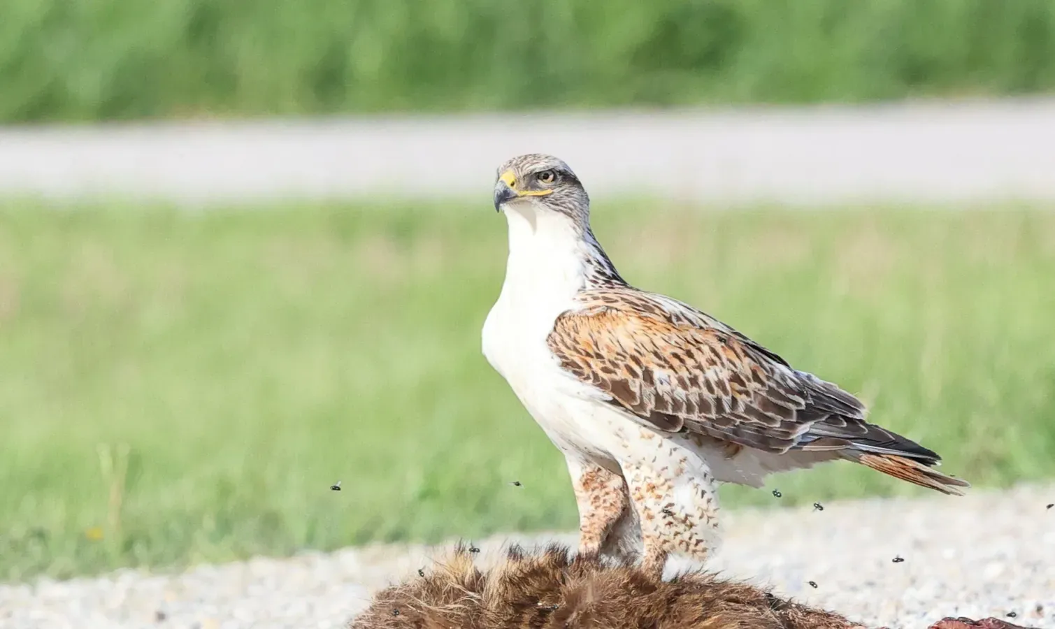 File:Buteo regalis 379503205.jpg
