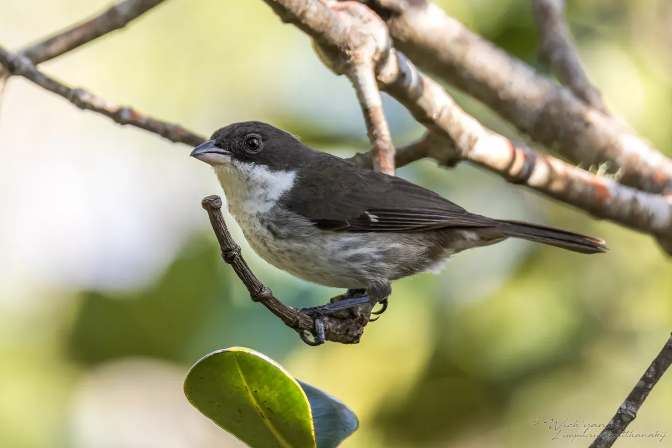 File:Nesospingus speculiferus 282336457.jpg