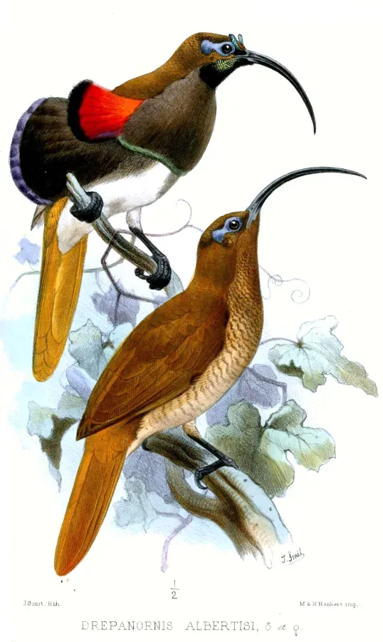 File:DrepanornisAlbertisiSmit.jpg