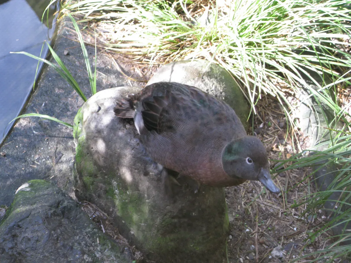 File:Anas nesiotis in Otorohanga Kiwi House.jpg