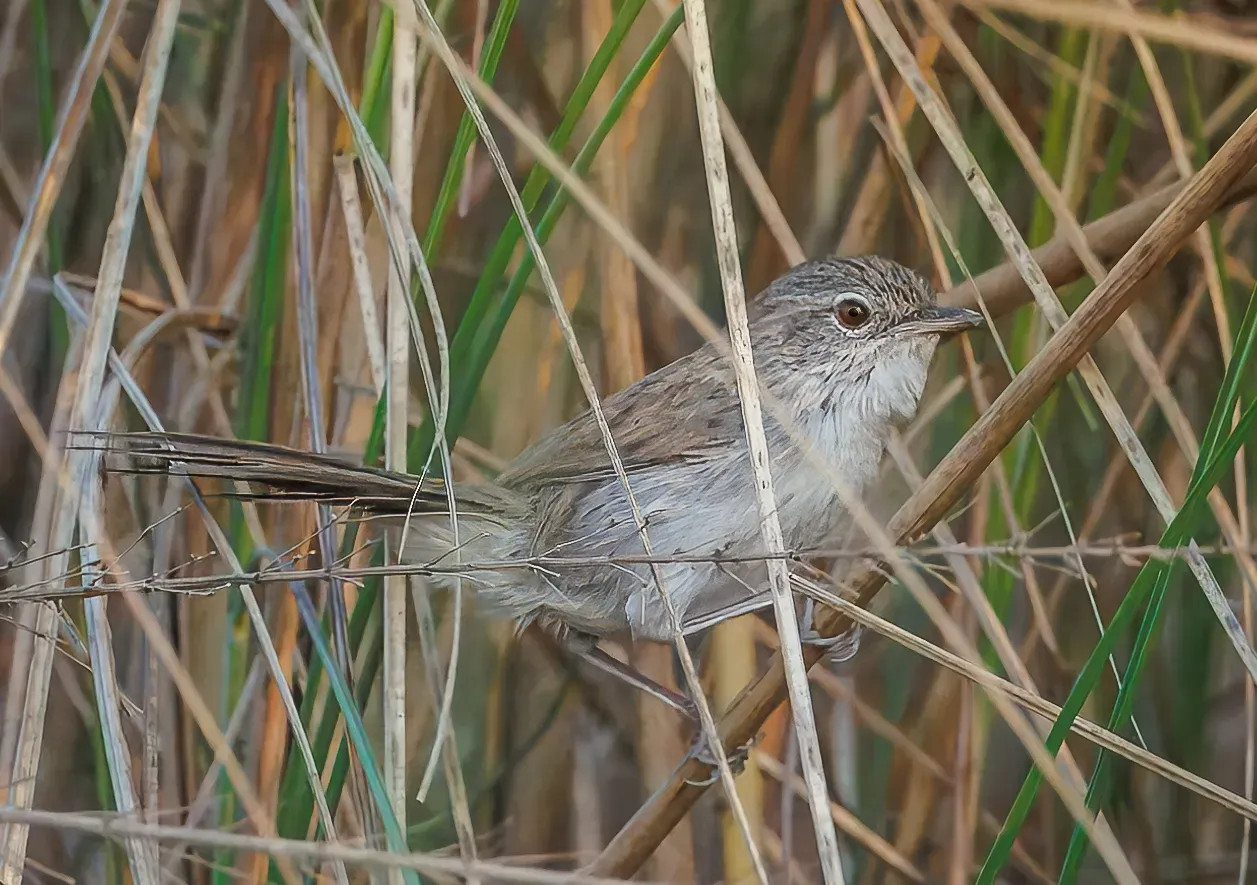 File:Swamp Grass Babbler (Laticilla cinerascens).jpg