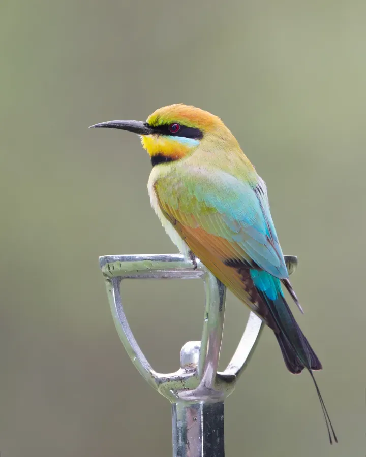 File:Merops ornatus - Centenary Lakes.jpg