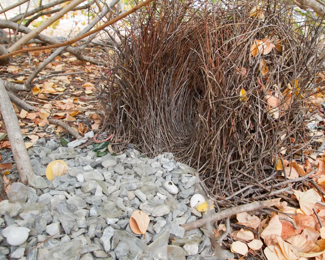 File:20110707221304!Chlamydera nuchalis bower - Mount Carbine.jpg