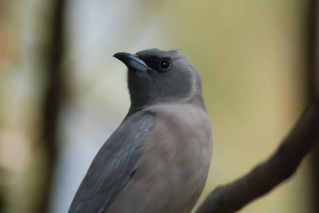 File:Artamus personatus -Alice Springs Desert Park, Northern Territory, Australia-8a (1).jpg