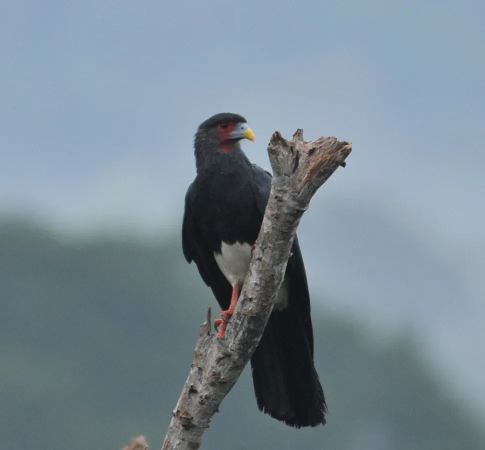 File:Ibycter americanus 107763995.jpg