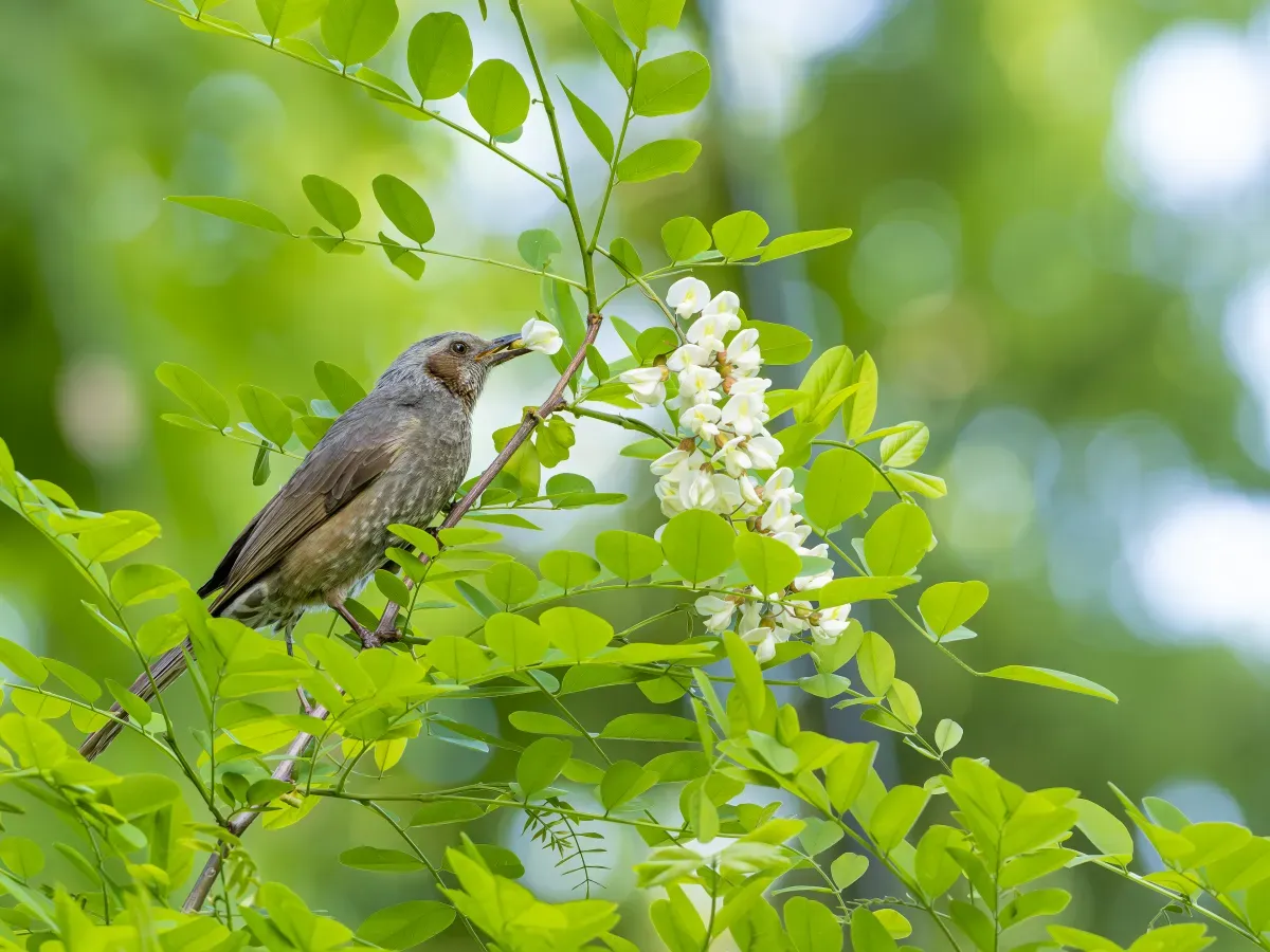 File:Hypsipetes amaurotis Eating flower 20240504- YAS2616-2.jpg