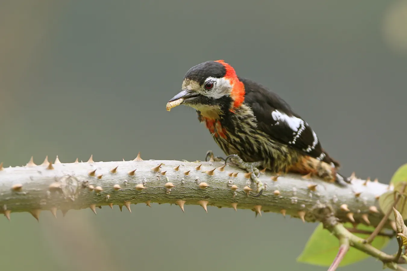 File:Dryobates cathpharius 395651076.jpg