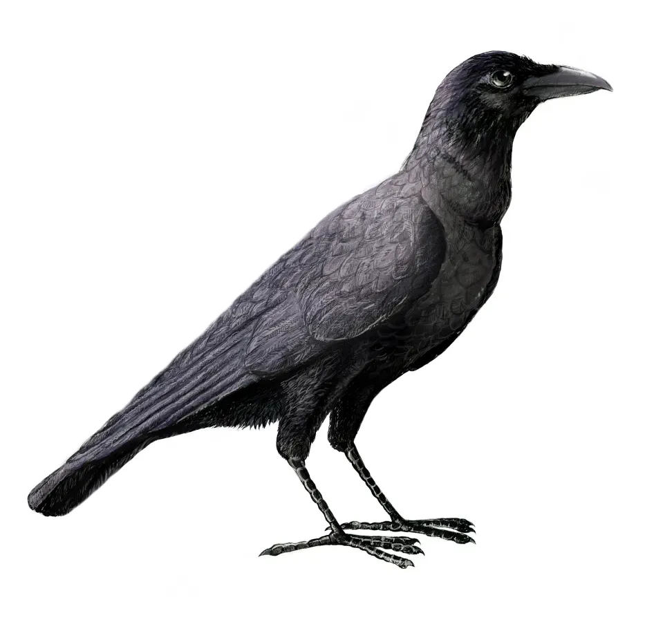 File:Corvus enca.jpg