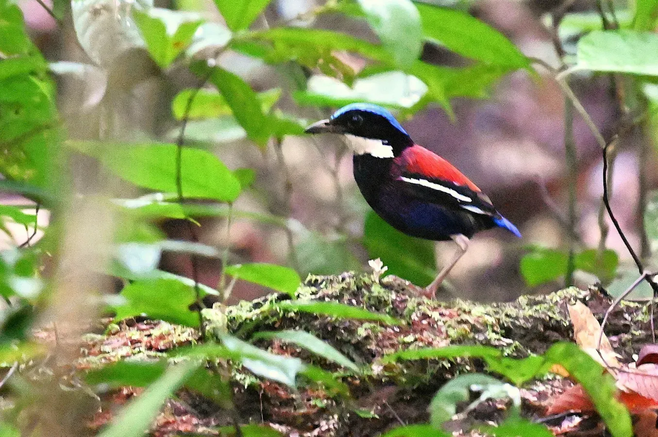 File:Hydrornis baudii 455380240.jpg
