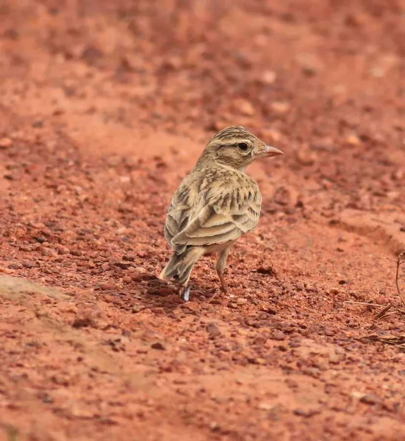 File:Mongolian Short-toed Lark (Calandrella dukhunensis).jpg