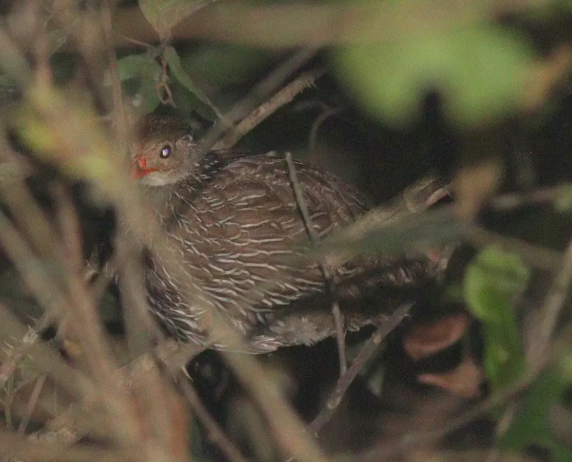 File:Pternistis ahantensis 345046900.jpg