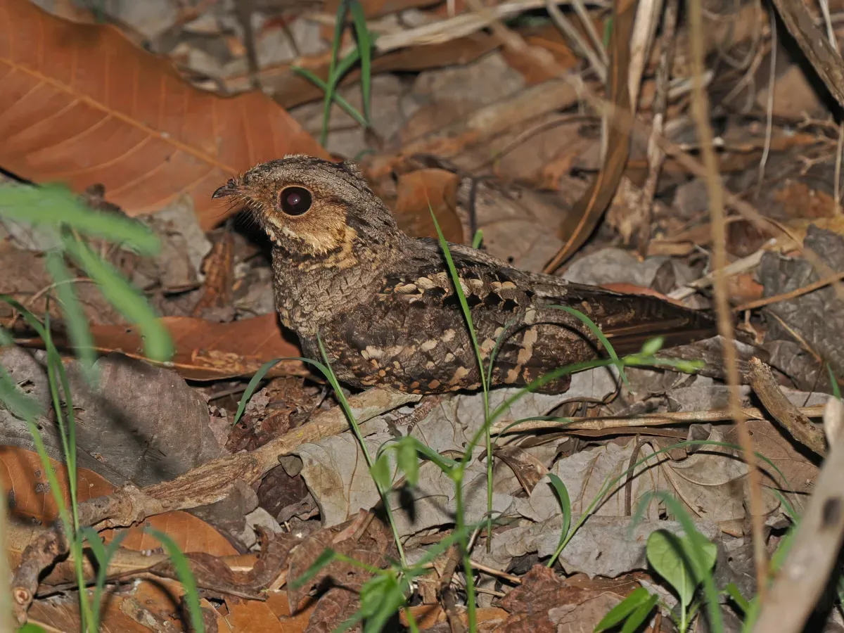 File:Caprimulgus meesi - November 2024.jpg