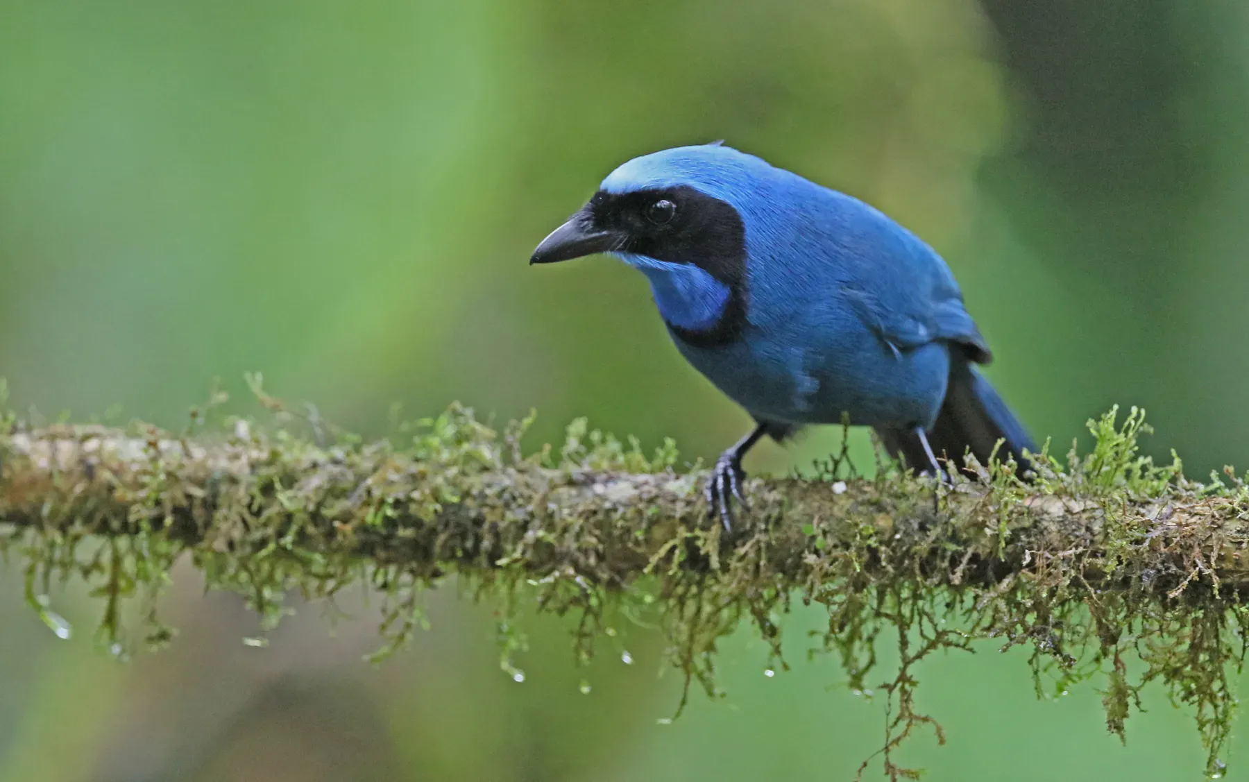 File:Cyanolyca turcosa 163563533.jpg