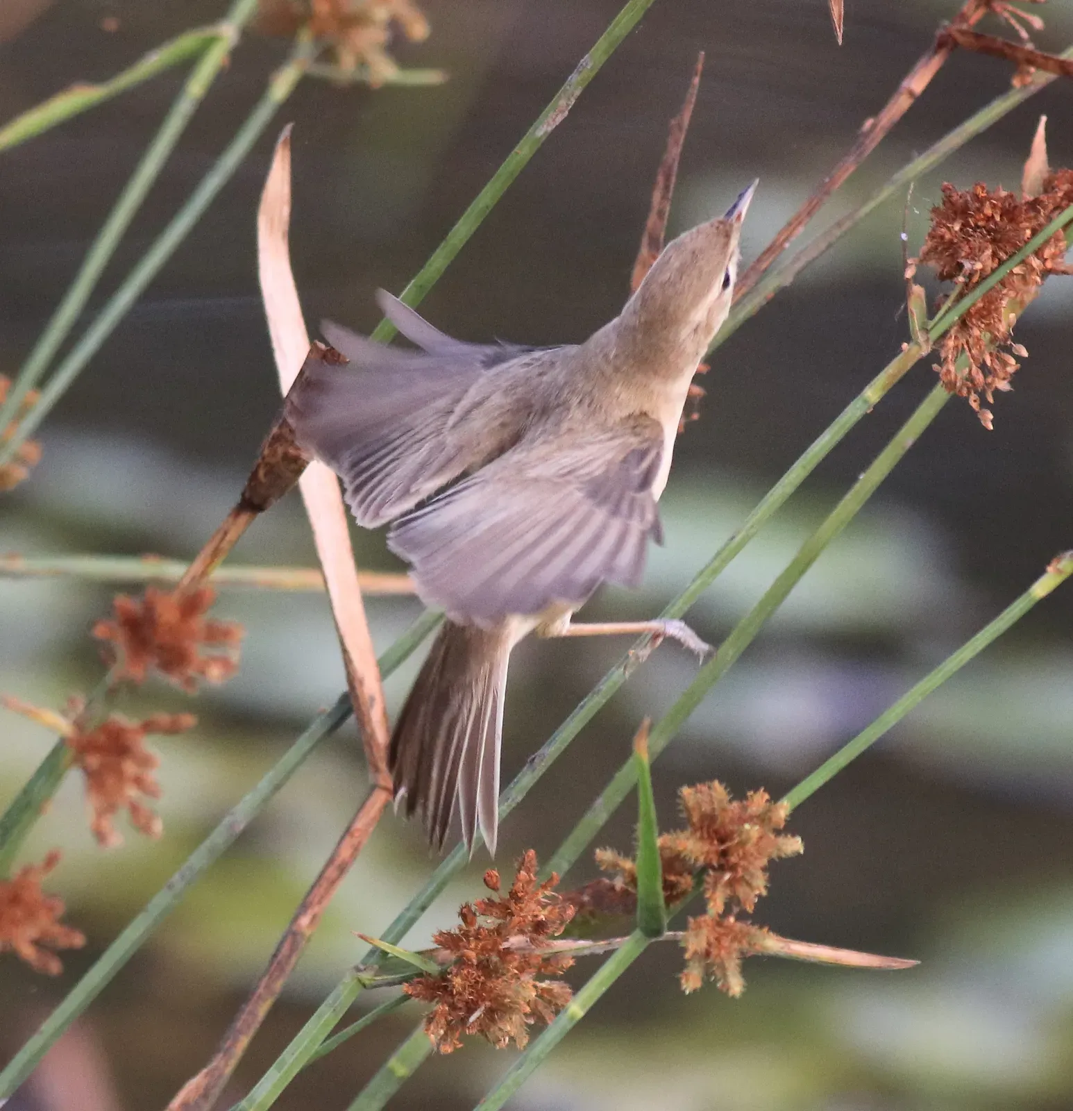 File:Booted warbler (iduna caligata).jpg