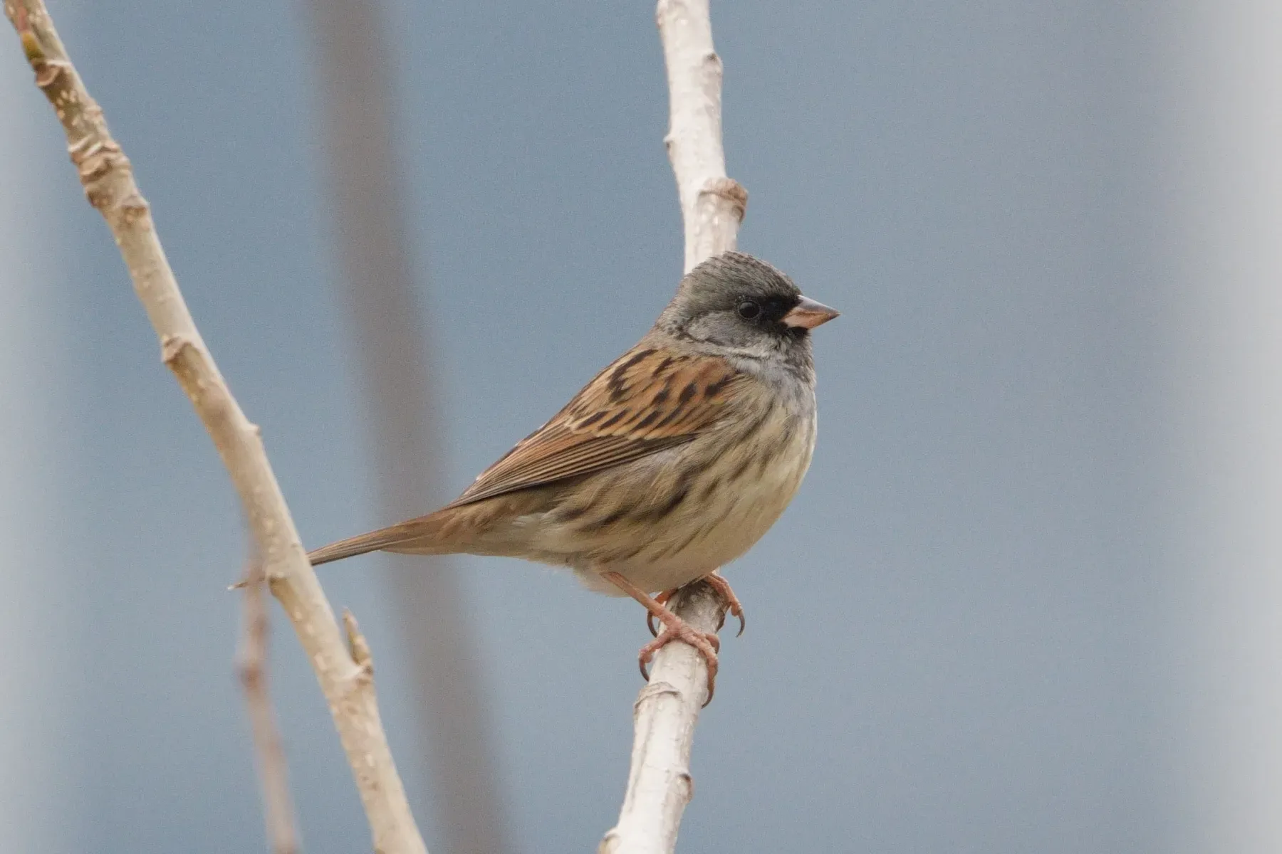 File:Black-faced bunting (Emberiza spodocephala), Hangzhou, China.jpg