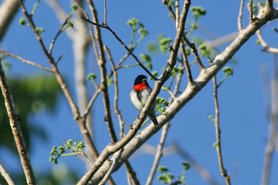 File:Blood-breasted Flowerpecker(Dicaeum sanguinolentum).jpg