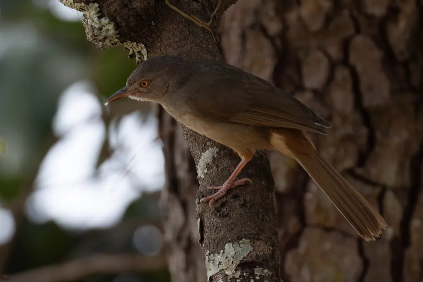 File:Phyllastrephus cerviniventris 445036312.jpg