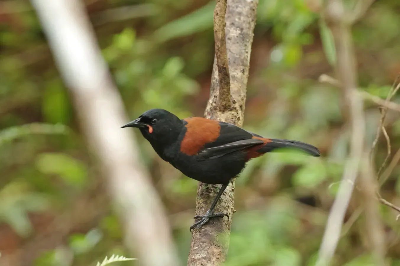 File:Philesturnus carunculatus 129890007.jpg