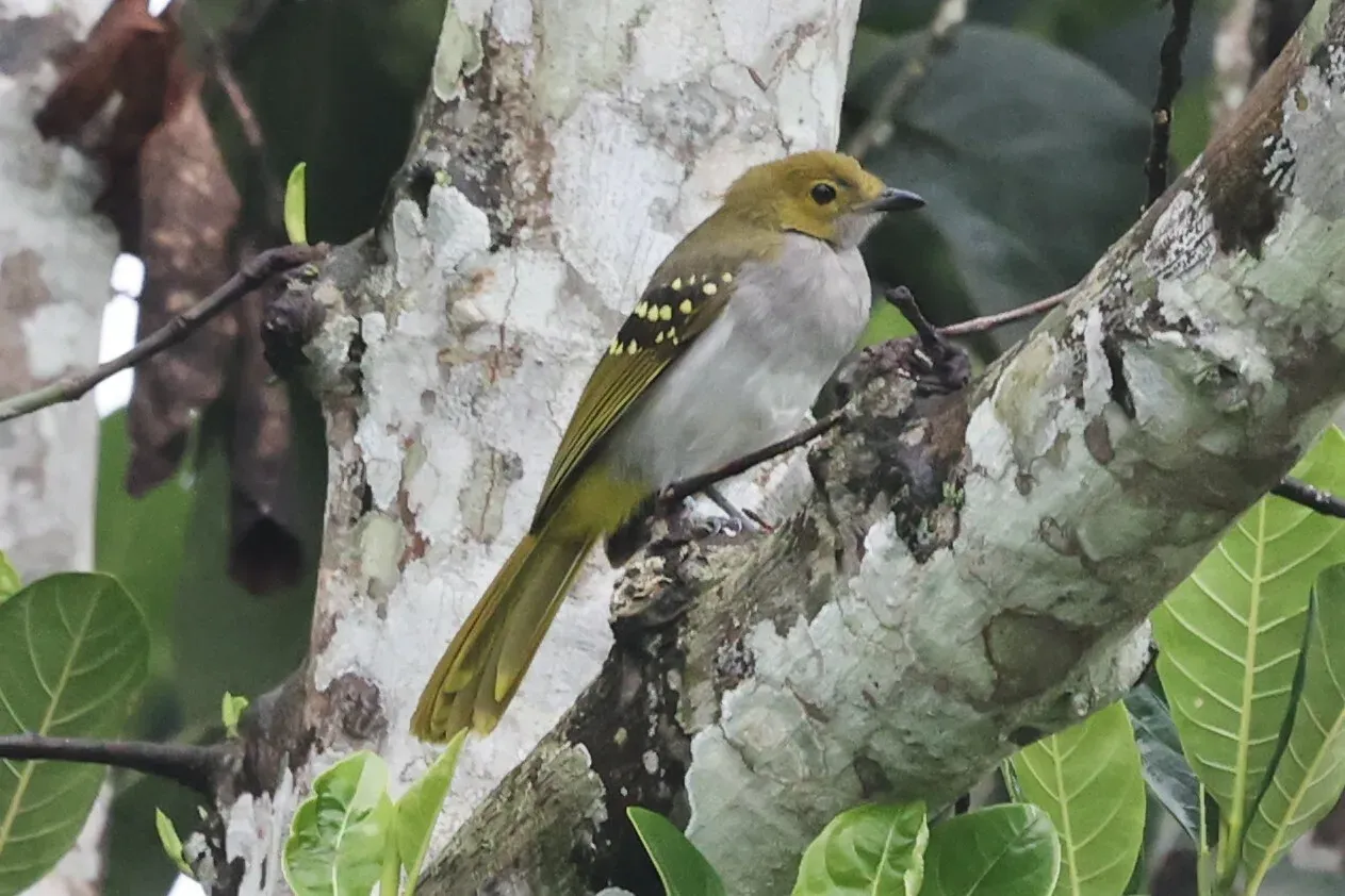 File:Nicator chloris 238850879.jpg