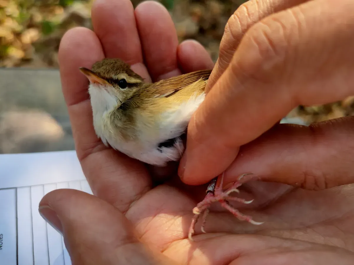 File:Hemitesia pallidipes - August 2021.jpg