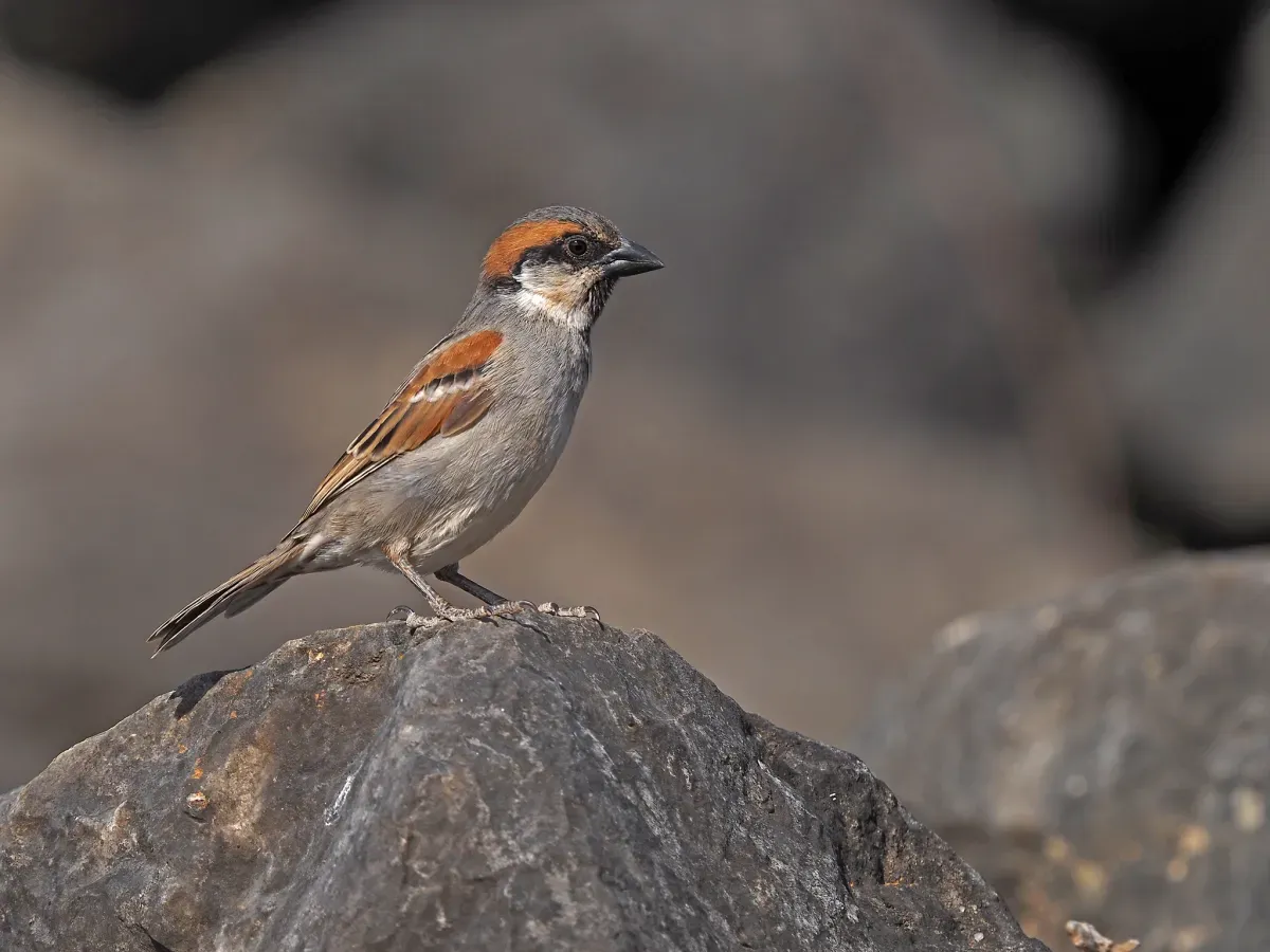 File:Passer insularis - November 2023.jpg
