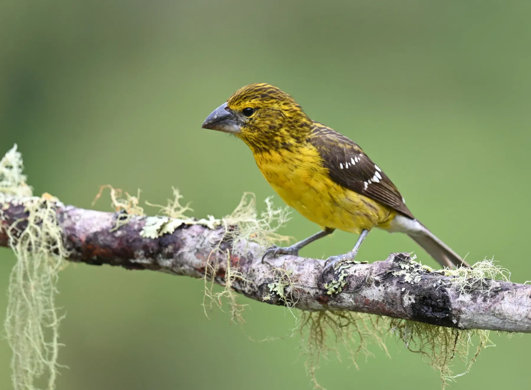 File:Pheucticus chrysogaster 258069890.jpg