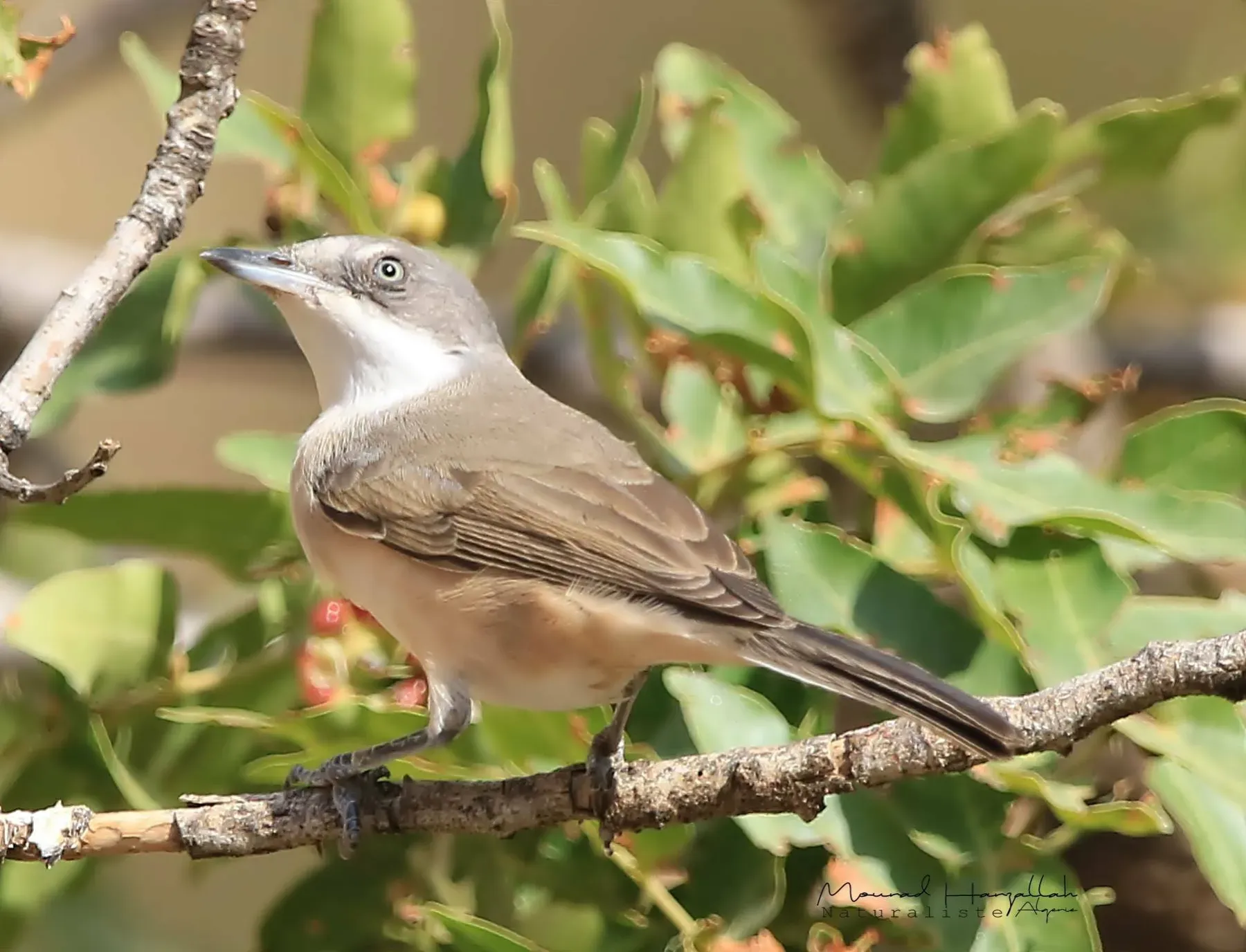File:Curruca hortensis 399524888.jpg