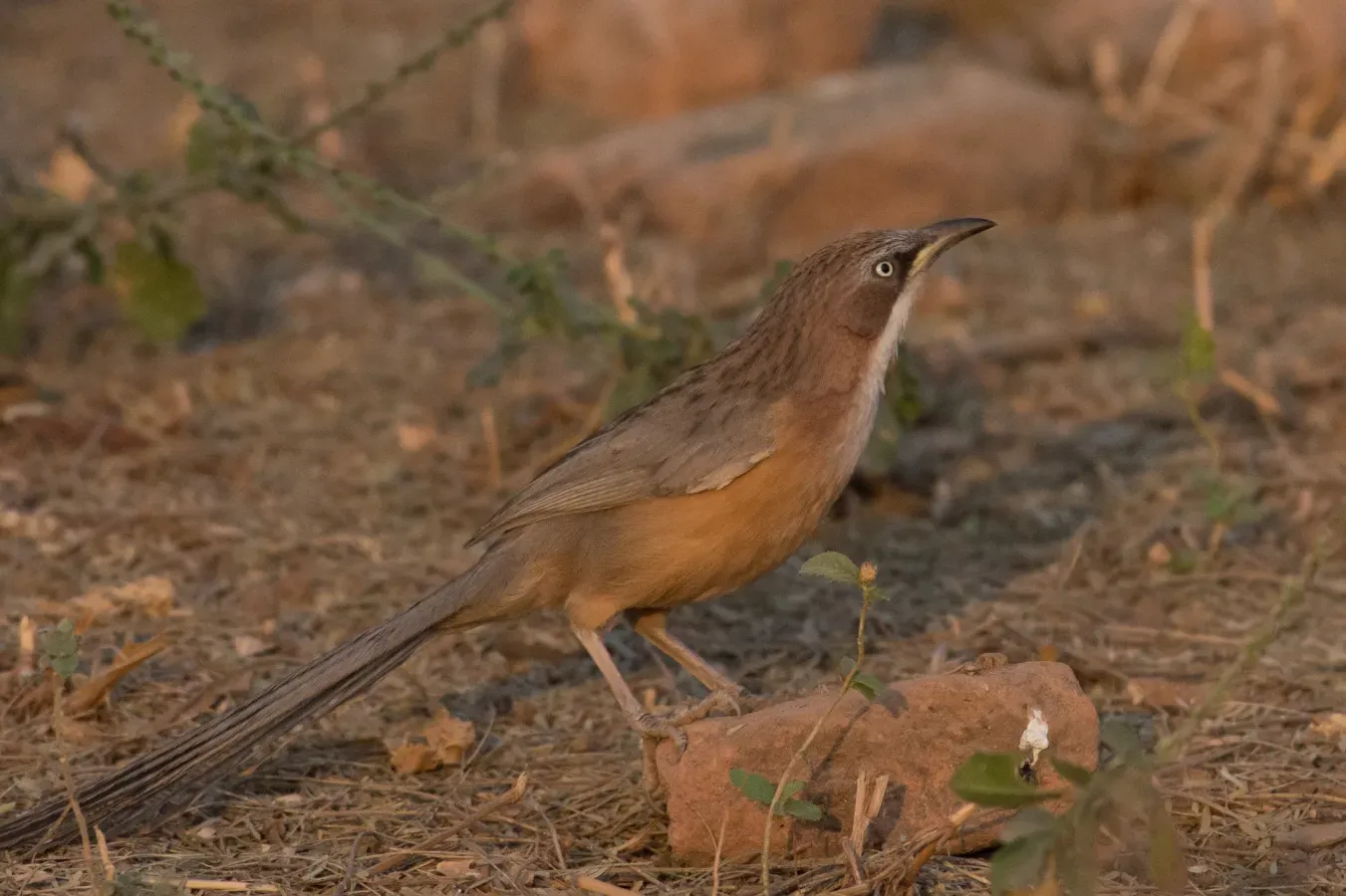 File:Argya gularis - William Stephens - 63644252.jpeg