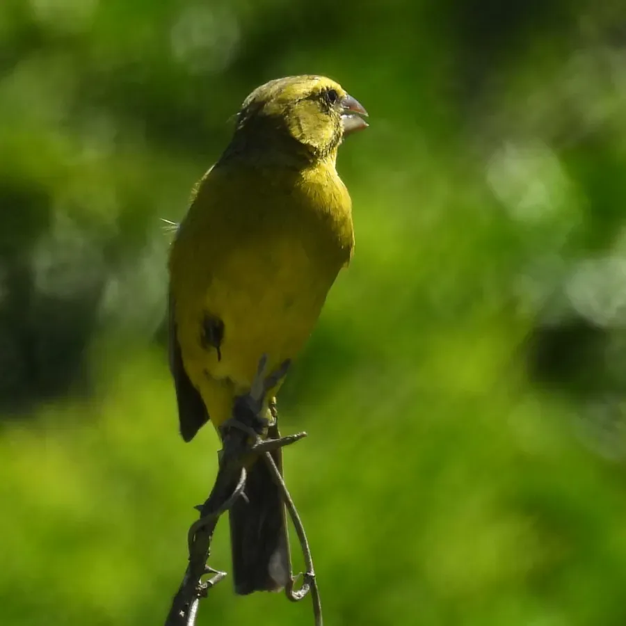 File:Crithagra sulphurata - Henry de Lange - 466321111.jpeg