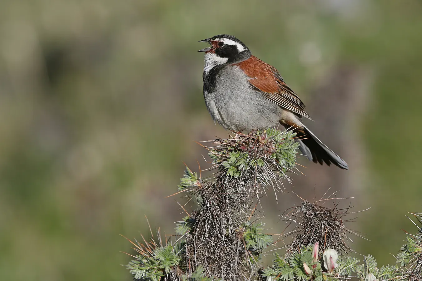 File:Emberiza koslowi 367800223.jpg