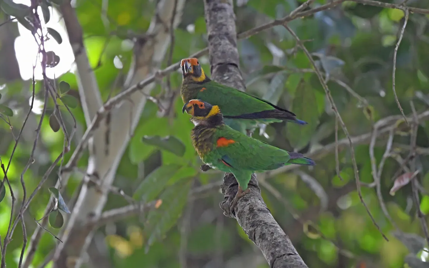 File:Vulturine Parrot (Pyrilia vulturina), Pará, BR imported from iNaturalist photo 443639952.jpg