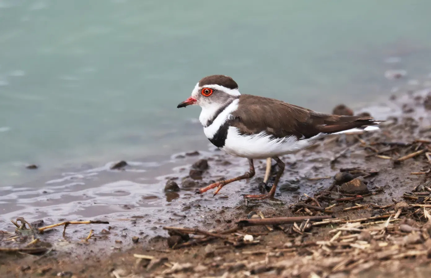 File:Dreibandregenpfeifer (Thinornis tricollaris tricollaris) 1 in Uganda.jpg