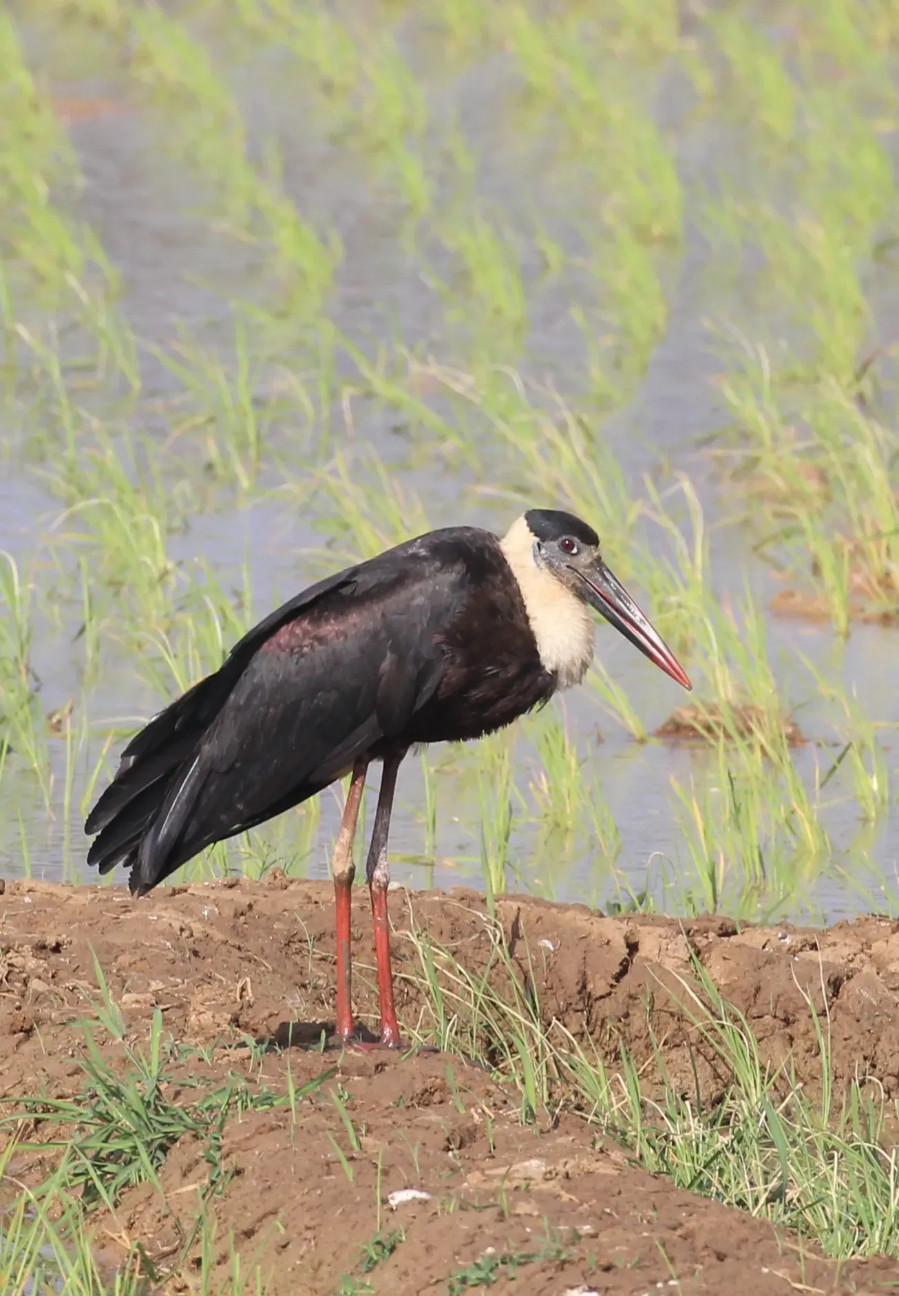 File:Asian woolly-necked stork or Asian woollyneck (Ciconia episcopus).jpg