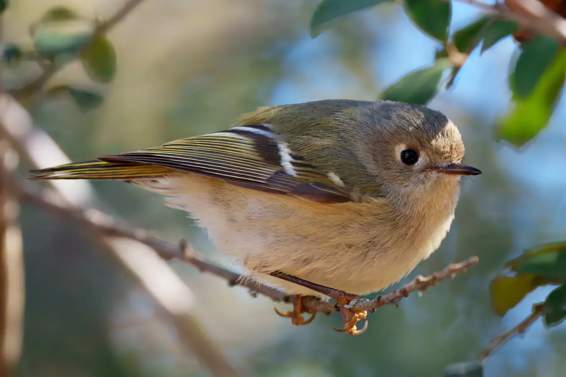 File:Corthylio calendula 466396079.jpg