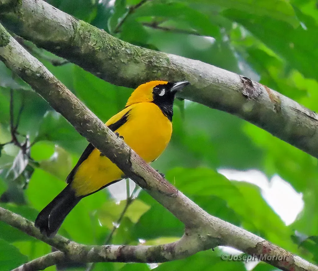 File:Carterornis chrysomela 338470285.jpg