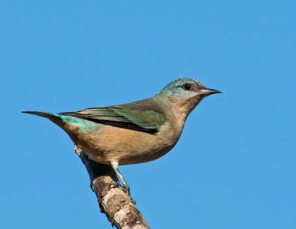 File:Dacnis nigripes -Vale do Ribeira, Juquia, Sao Paulo, Brasil -female-8.jpg
