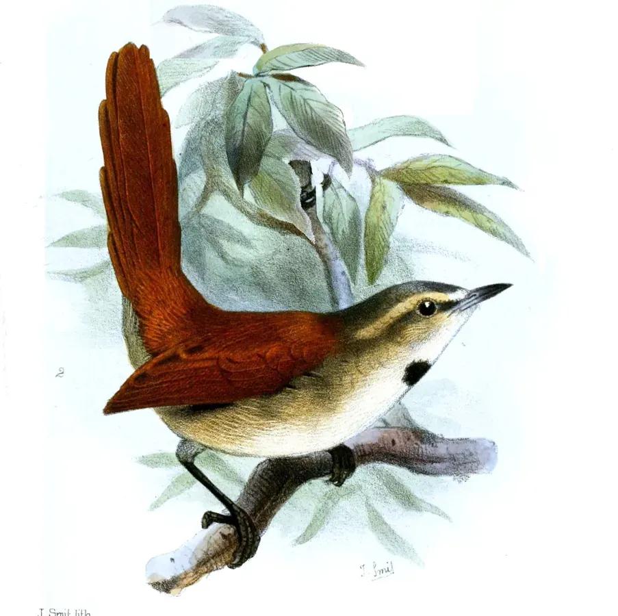File:Synallaxis scutata.jpg