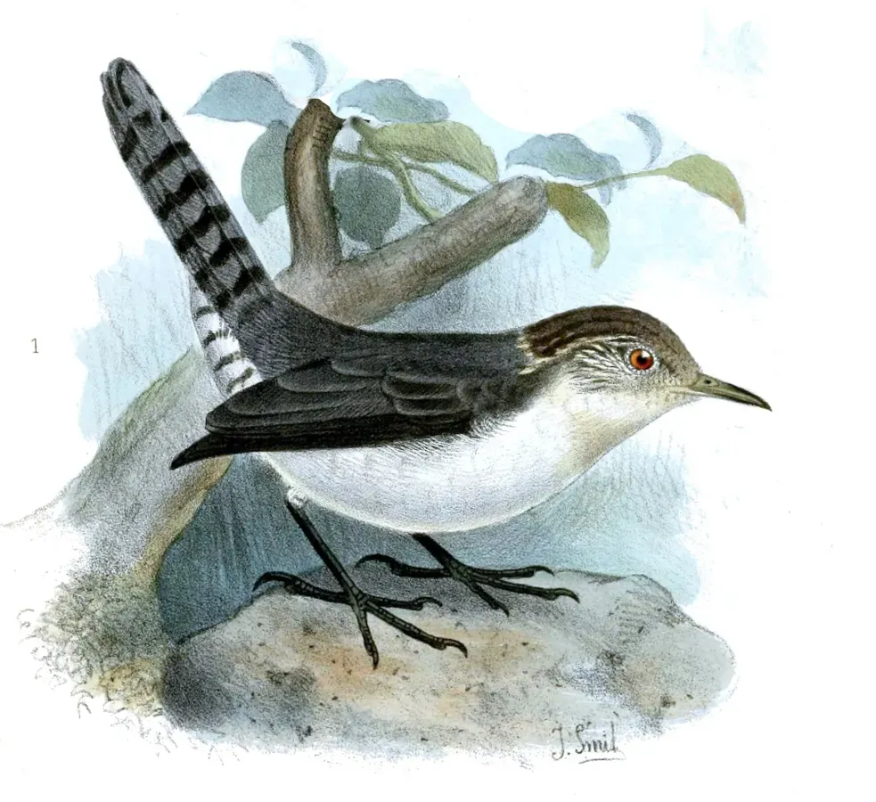 File:Odontorchilus branickii.jpg