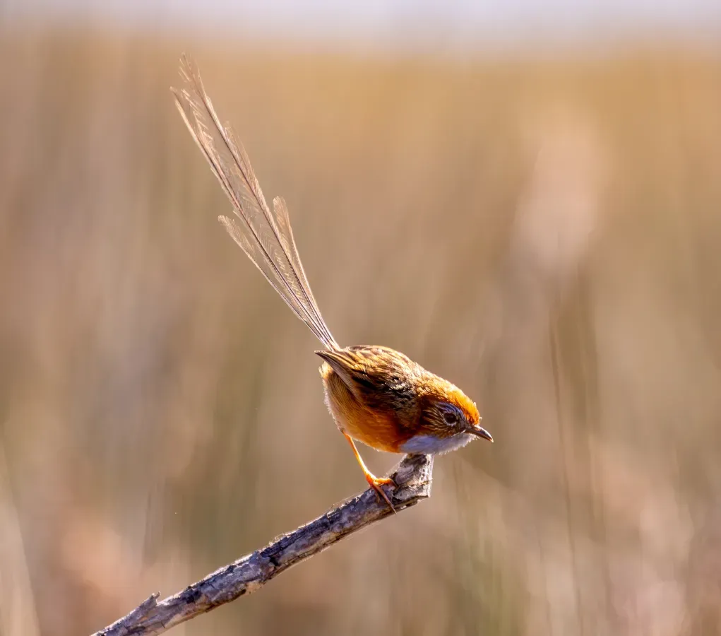 File:Rotstirn-Borstenschwanz (Stipiturus malachurus), Männchen.jpg