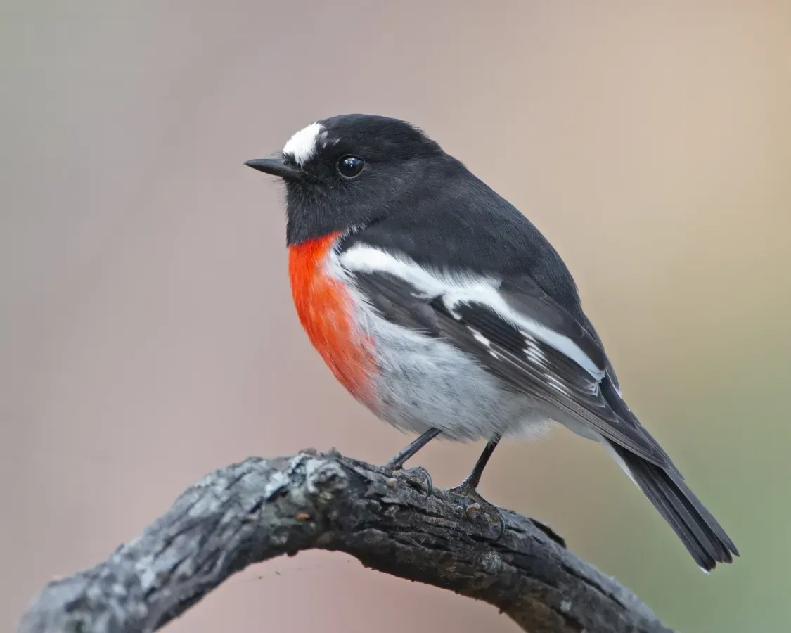 File:Petroica boodang male - Knocklofty.jpg