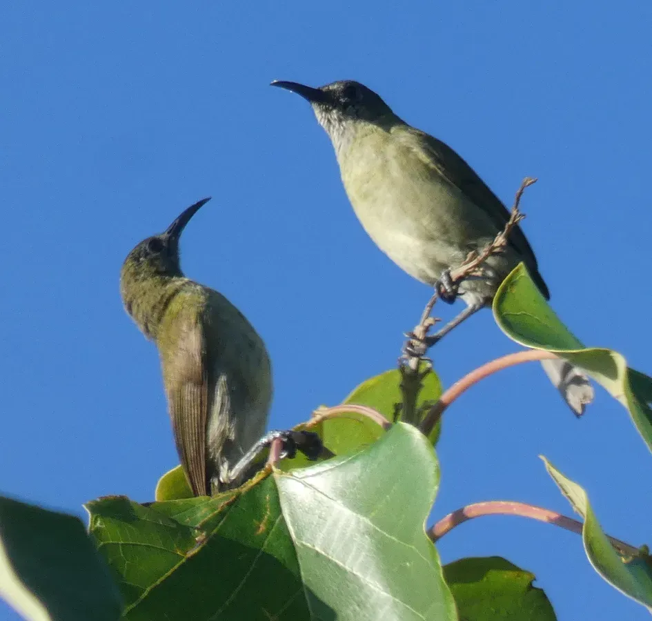 File:Lichmera lombokia 332751652.jpg