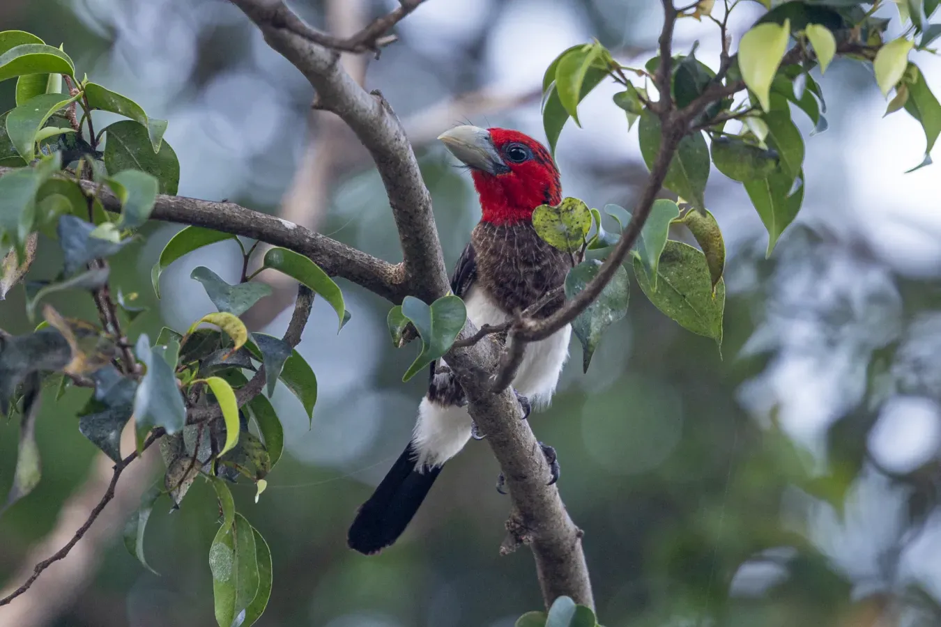 File:Brown-breasted barbet (Pogonornis melanopterus).jpg