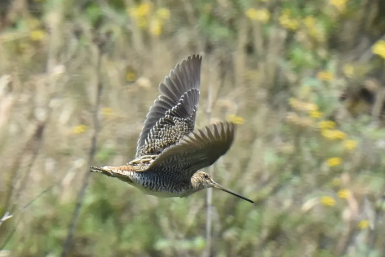 File:Gallinago macrodactyla 455072712.jpg